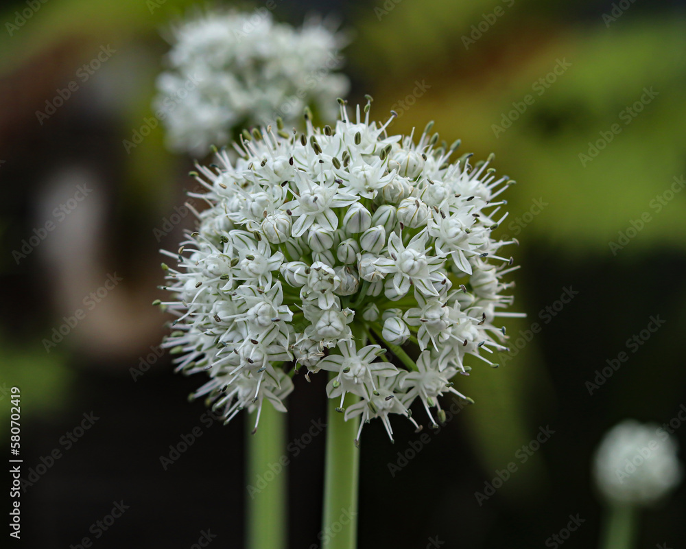 Allium sativum, scientific name for garlic flower. Allium sativum, scientific name for garlic flower.
