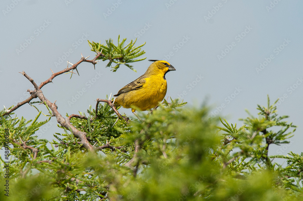 Yellow Cardinal, Gubernatrix cristata, Endangered species in La Pampa, Argentina Yellow Cardinal, Gubernatrix cristata, Endangered species in La Pampa, Argentina