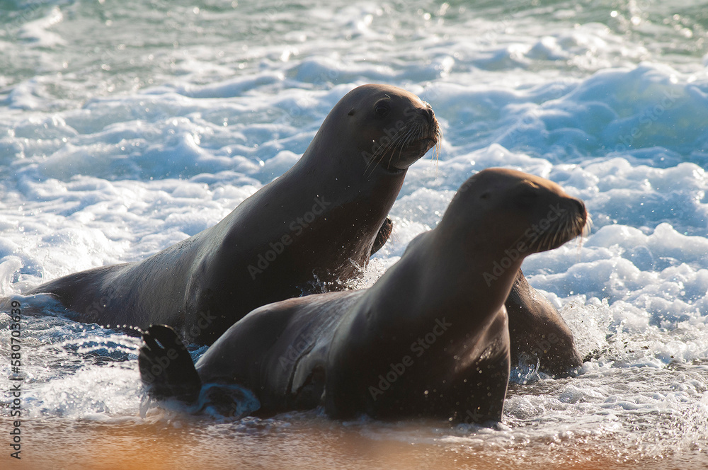 Naklejka premium SOUTH AMERICAN SEA LION pup,Peninsula Valdes, Chubut,Patagonia ,Argentina