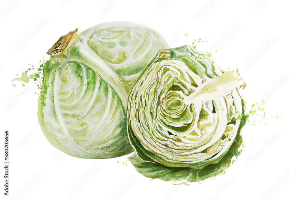 Obraz premium Cabbage watercolor, whole head and a half, hand drawn, isolated on white background with paint splashes. Fresh raw green vegetable illustration for design. Healthy food. Harvest from a garden.