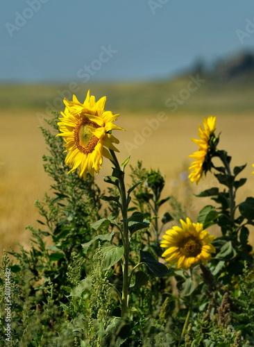 Russia. Altai Territory. Blooming sunflower on the endless sowing fields of Altai farmers near the village of Kolyvan.