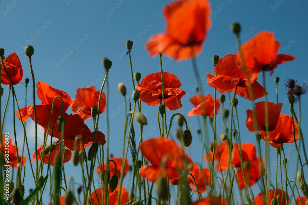Obraz premium Pole maków na tle nieba