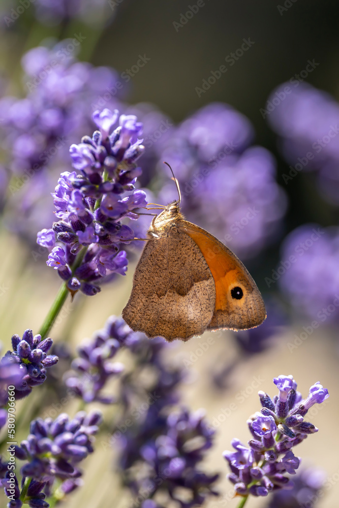 Lawenda i motyl