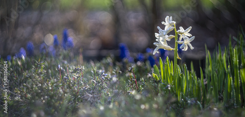 Fototapeta Naklejka Na Ścianę i Meble -  Wiosenne kwiaty ogrodowe - impresja