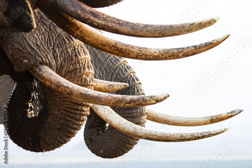 Elephant Turks photo