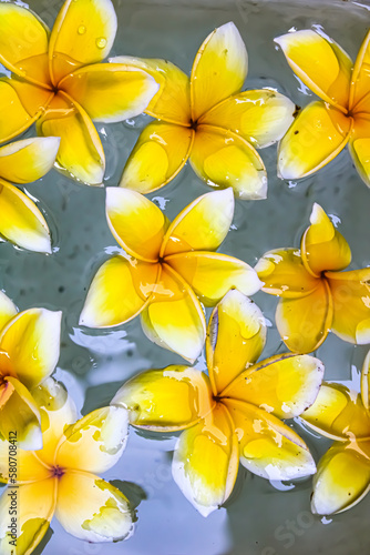 frangipani flower yellow and pink on the water is a tropical plant that grows in Indonesia