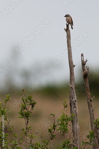 Lanius collurio - Red-backed shrike - Pie-grièche écorcheur