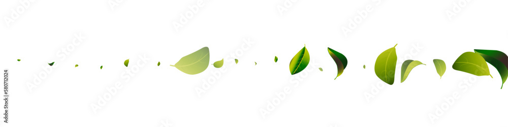 Lime Leaves Tea White Panoramic Vector Background Lime Leaves Tea White Panoramic Vector Background