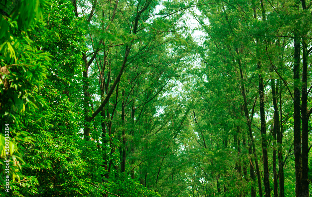 forest in the morning sun.National Botanical Garden of Bangladesh. forest in the morning sun.National Botanical Garden of Bangladesh.