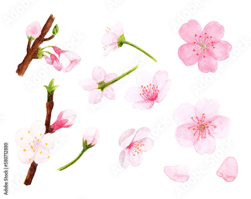 Cherry blossoms painted in watercolor on watercolor paper texture background, 수채화지 질감 바탕의 수채화로 그린 벚꽃