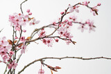 japanische Kirschblüte02