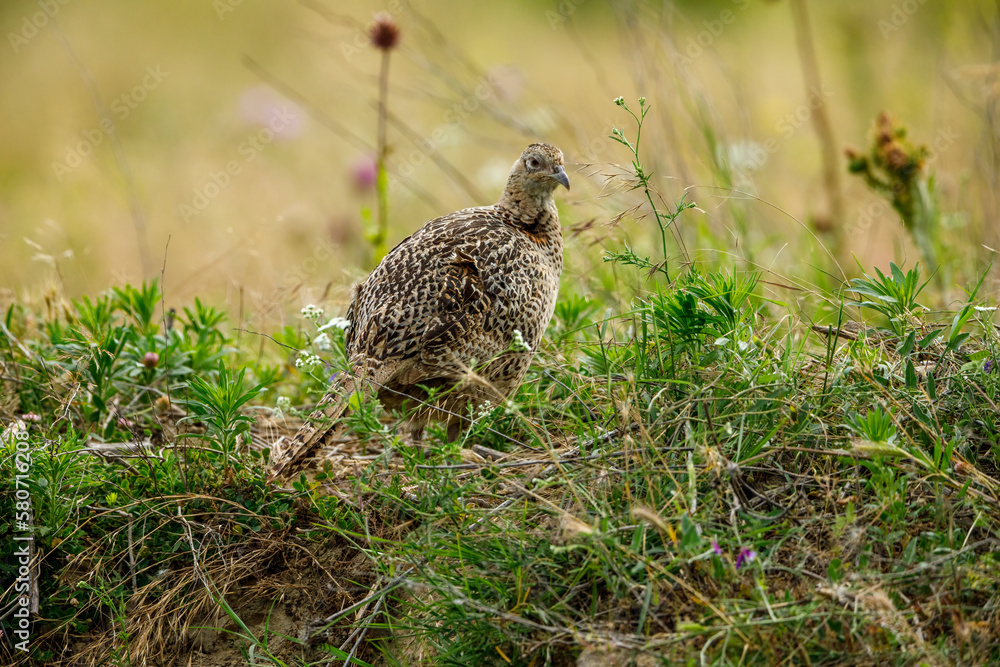 Wild Pheasant in the grassland of the Danube Delta Wild Pheasant in the grassland of the Danube Delta