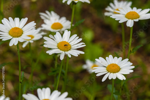 Common daisy  Chamomile  flowers bloom in backyard garden  meadows spring  summer time 