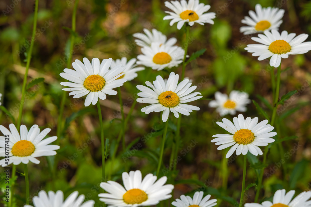 Common daisy (Chamomile) flowers bloom in backyard garden, meadows spring, summer time 