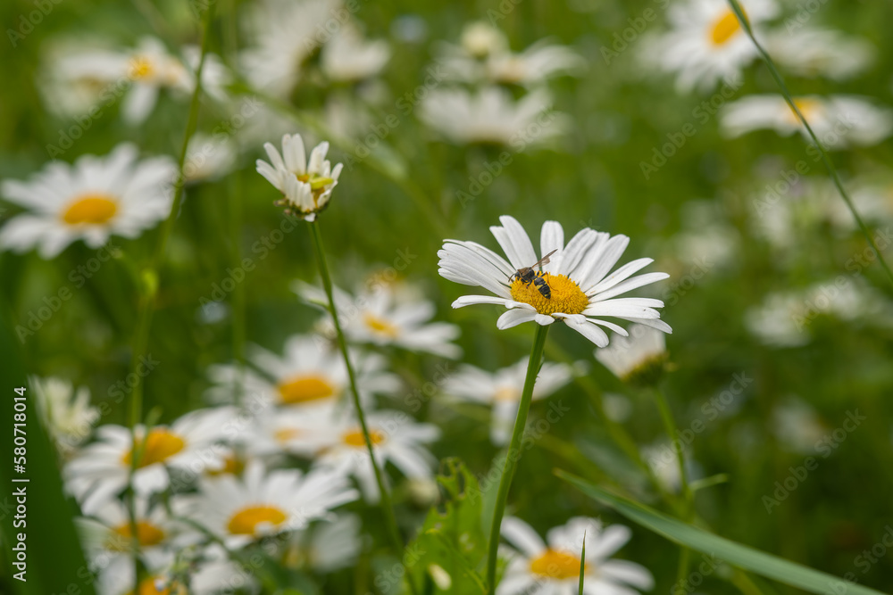 Common daisy (Chamomile) flowers bloom in backyard garden, meadows spring, summer time Common daisy (Chamomile) flowers bloom in backyard garden, meadows spring, summer time