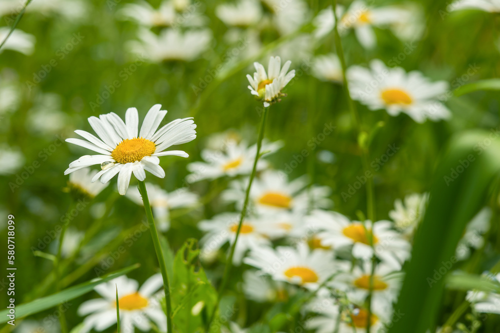 Common daisy (Bellis perennis) flowers bloom in backyard garden, meadows spring, summer time Common daisy (Bellis perennis) flowers bloom in backyard garden, meadows spring, summer time