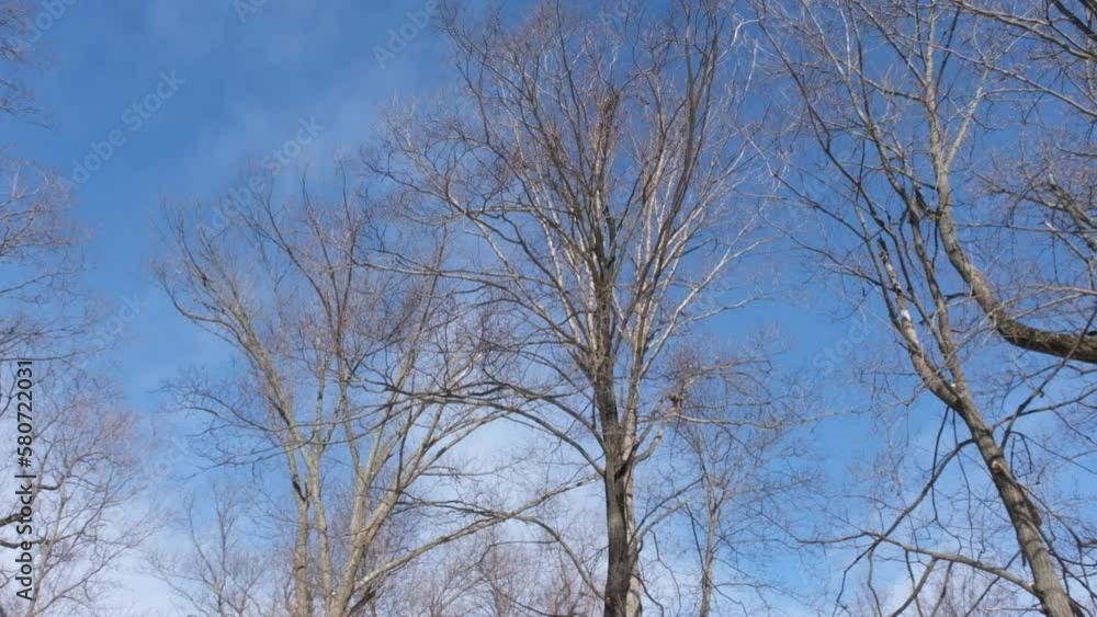 bare trees against blue sky in winter bare trees against blue sky in winter