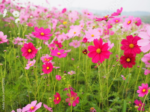 Beautiful Mexican Daisy or cosmos fields Scientific name  Cosmos bipinnatus Cav.  Light pink  pink purple  pinkish white has fragile petals of various colors that bloom in the sunlit garden.  