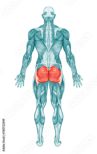 Gluteal Muscles Gluteus Maximus Anatomy  photo