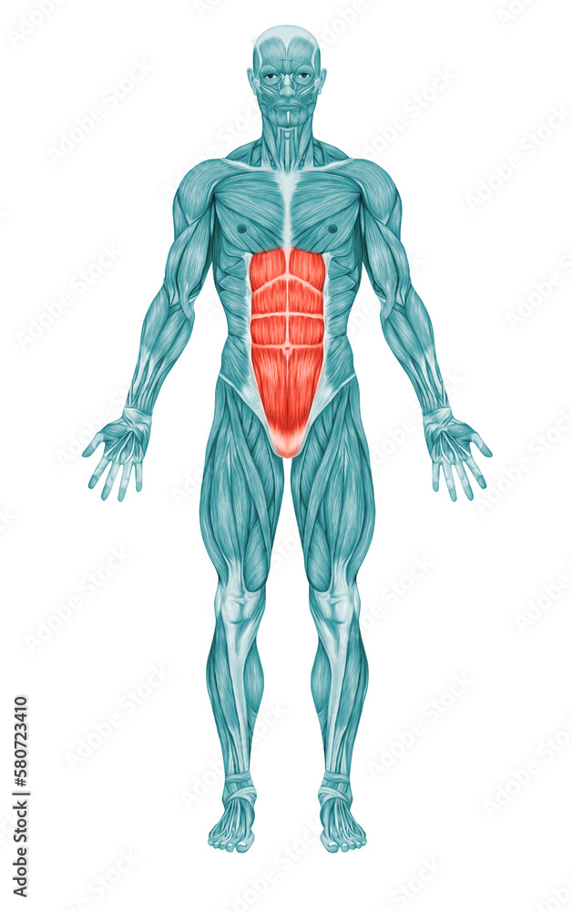 Rectus Abdominis Abdominal Muscles Anatomy Muscles Rectus Abdominis Abdominal Muscles Anatomy Muscles