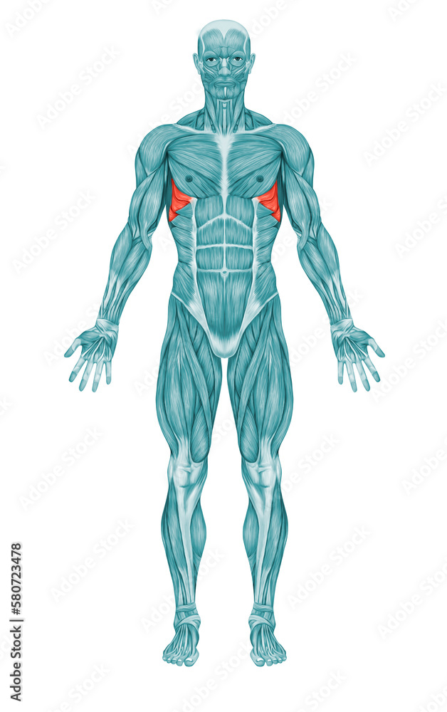 Serratus Anterior Anatomy Muscles