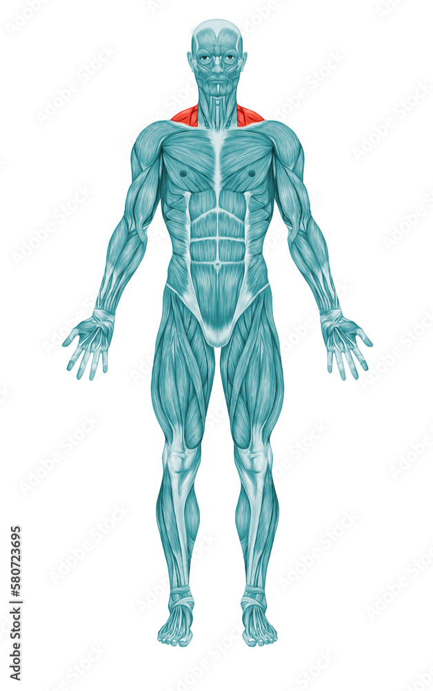 Trapezius Front Anatomy Muscles 