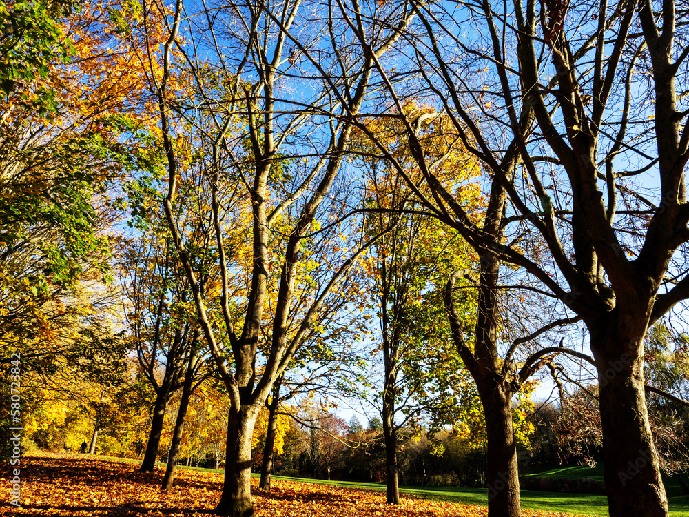 Naklejka premium autumn trees in the park