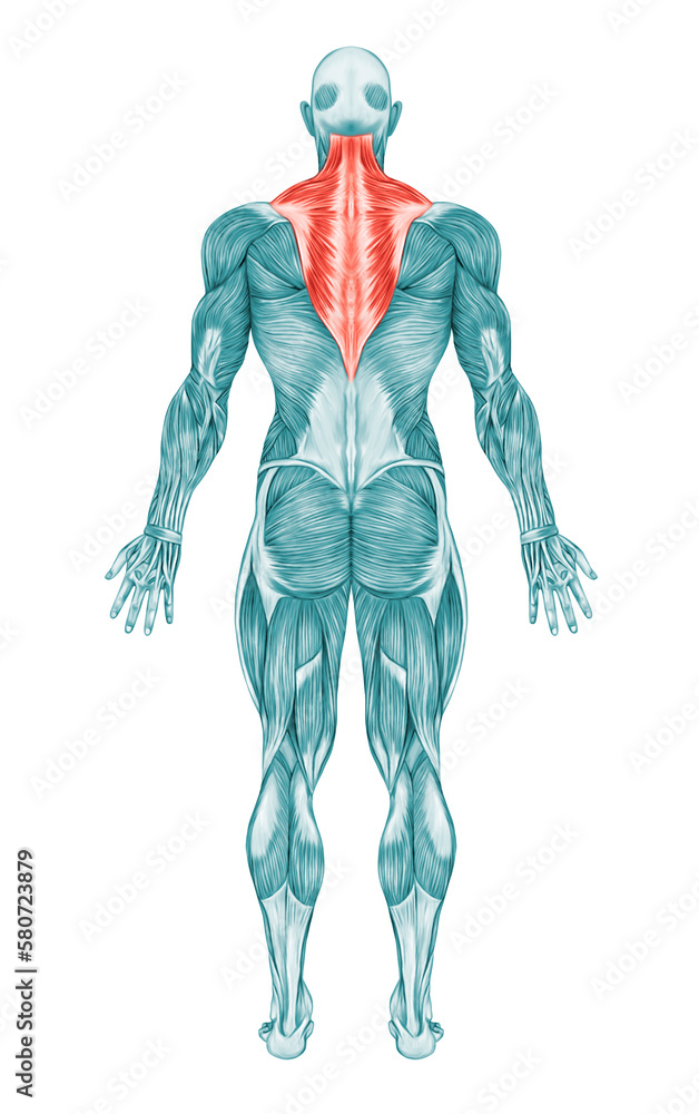 Trapezius Muscle Anatomy Muscles Trapezius Muscle Anatomy Muscles