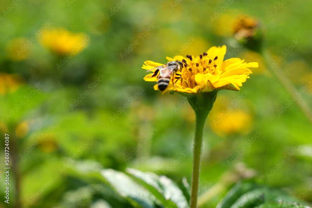 Close up of bee and wedelia flower. Selective focus of yellow singapore dailsy flower. with insect collecting pollen. Honey bee flight over to get pollen grains. Macro nature background. Close up of bee and wedelia flower. Selective focus of yellow singapore dailsy flower. with insect collecting pollen. Honey bee flight over to get pollen grains. Macro nature background.