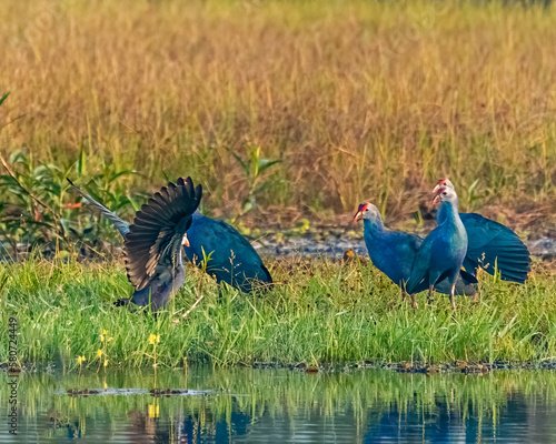 Foto Three swamphen watching the other one