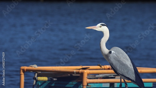 川辺で羽を休めるサギ