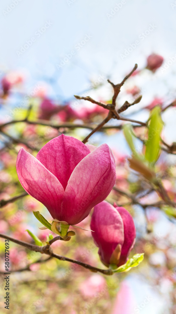 Beautiful blooming pink magnolia tree on spring day. Selective focus