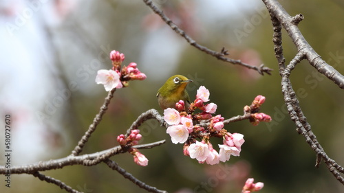 桜の枝にとまるメジロ