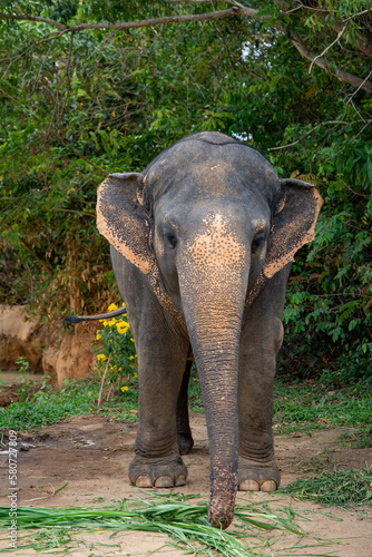 Photography Asian baby elephant in Thailand