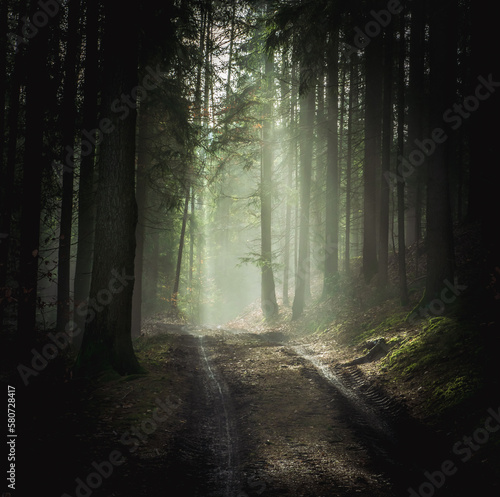 beautiful forest path at sunrise