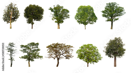 Collection of isolated trees on white background from Thailand. Suitable for use in design  decoration  use for articles and magazines about nature. both in print and on the web with cutting paths
