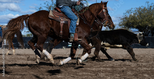 Horses and steers running in a roping competition © Richard Nantais