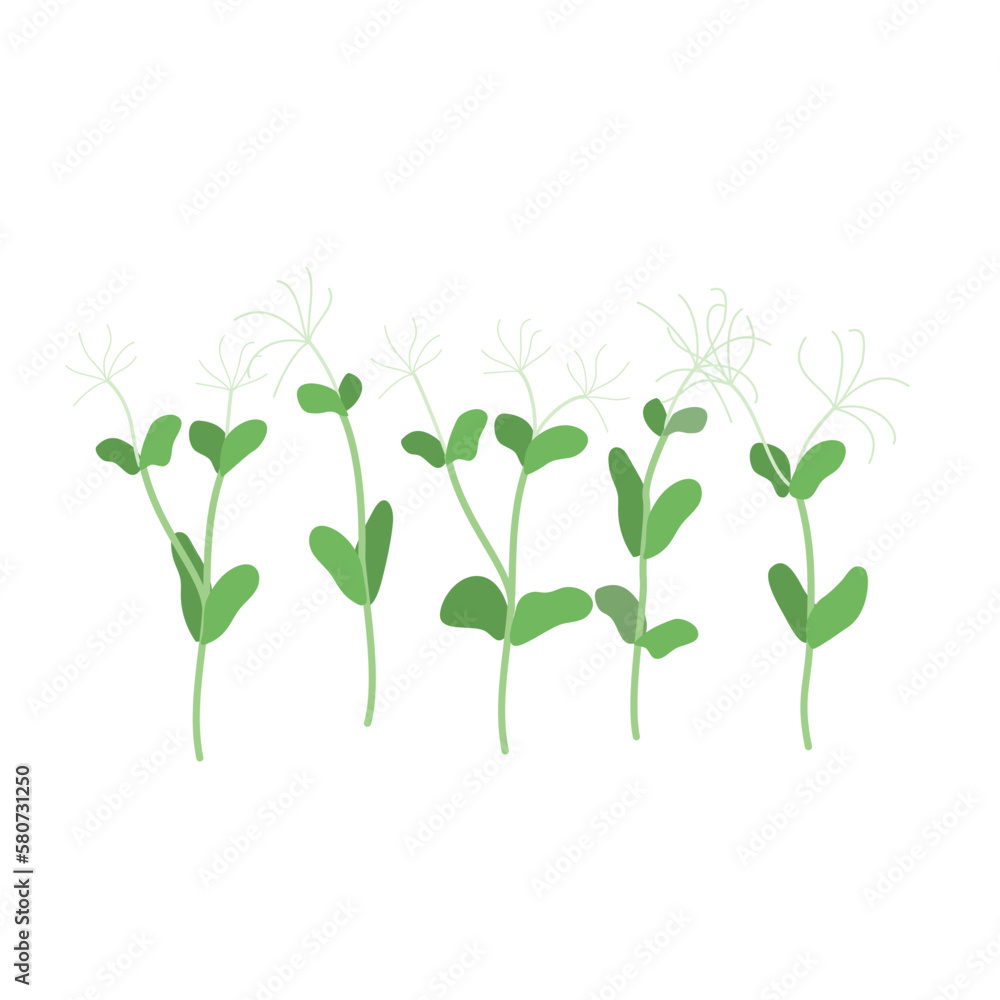 Seeds and sprouts of microgreens of peas. Design element. Vector illustration. Seeds and sprouts of microgreens of peas. Design element. Vector illustration.