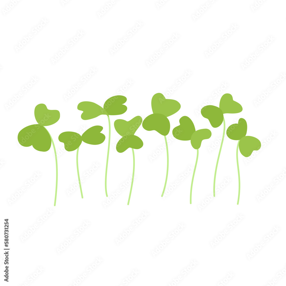 Seeds and sprouts of microgreens of arugula. Design element. Vector illustration.