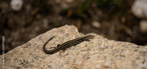 A lizard on a rock with a blurred background.