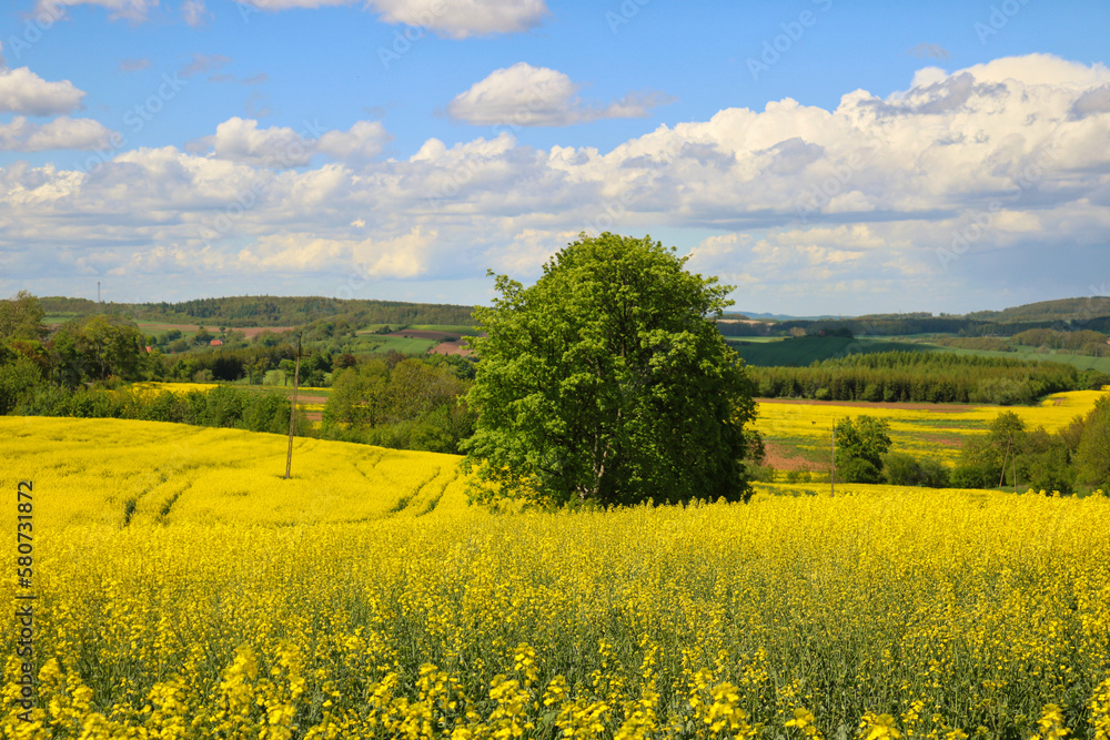 rapeseed field and blue sky