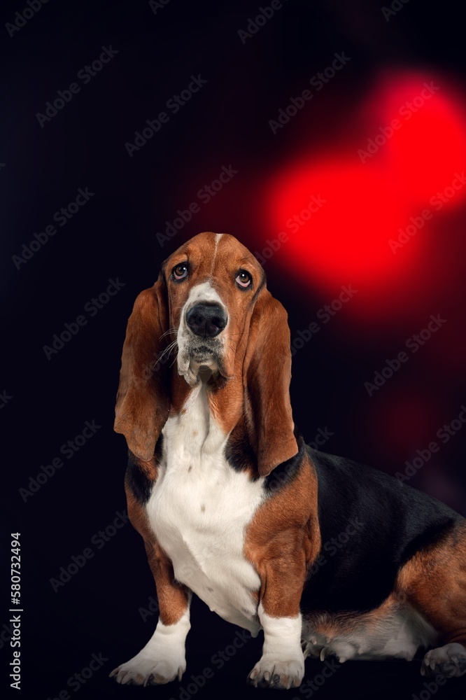 Cute young smart dog pet on dark background