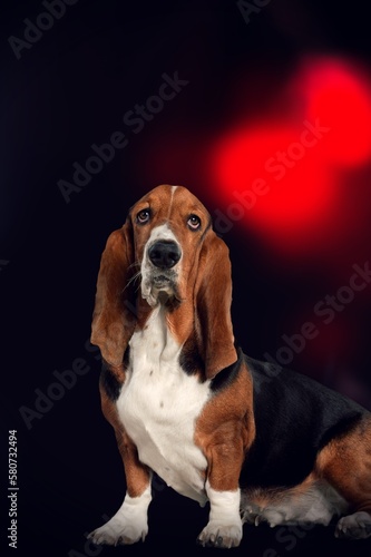 Cute young smart dog pet on dark background © BillionPhotos.com