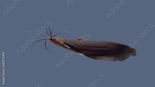 Asian stinging catfish