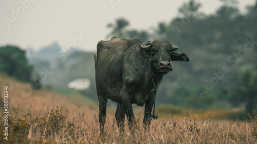 buffalos in the dry field