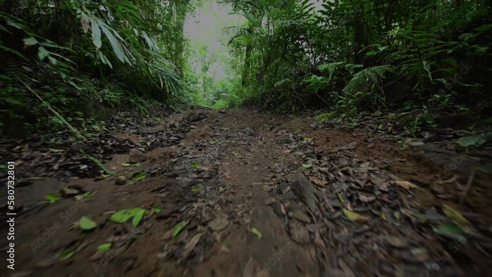 Walking Through Lush Green Jungle forest by pathway Walking Through Lush Green Jungle forest by pathway