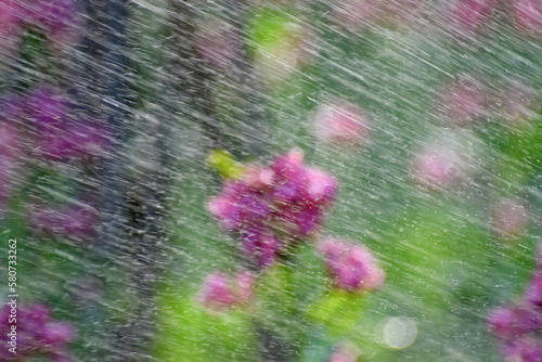 Quadro em tela pink flowers in the rain