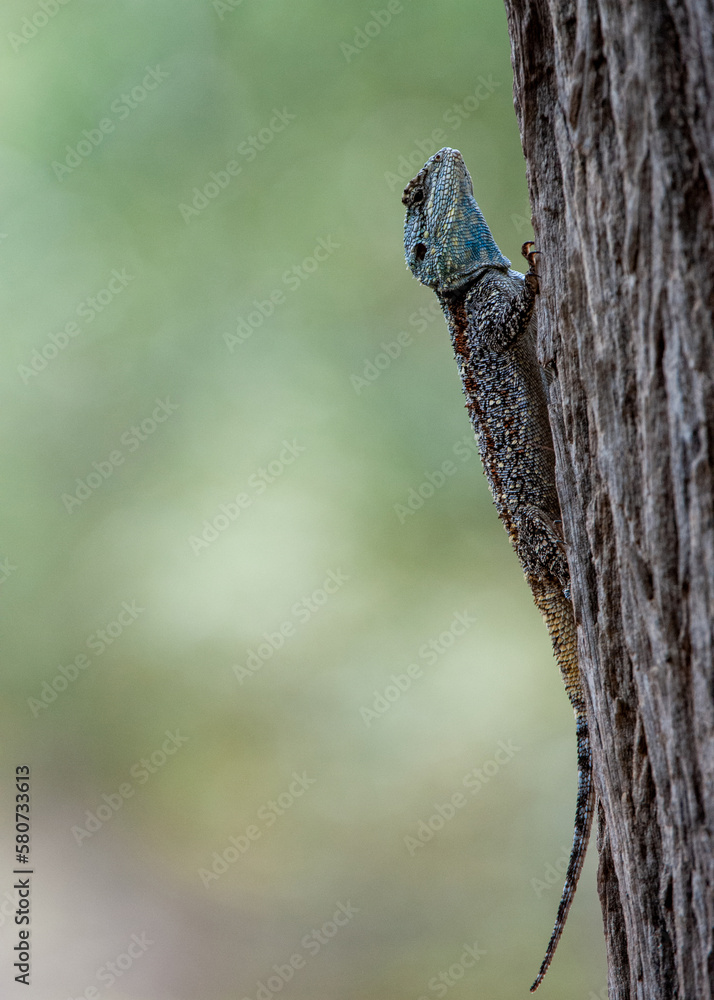 Tree Agama (Acanthocercus atricollis) Marakele National Park, South Africa Tree Agama (Acanthocercus atricollis) Marakele National Park, South Africa
