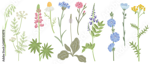 set of field flowers, vector drawing wild plants at white background, floral elements, hand drawn botanical illustration