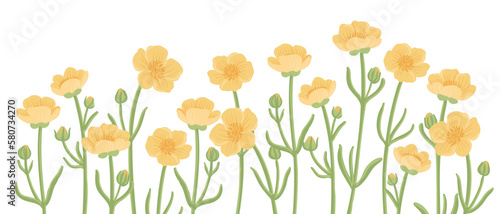 yellow buttercups, field flowers, vector drawing wild plants at white background, floral elements, hand drawn botanical illustration